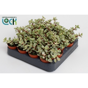 Portulacaria Afra Varigata