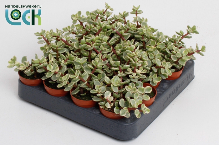 <h4>Portulacaria Afra Varigata</h4>