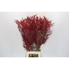 Bromelia Red Paloma