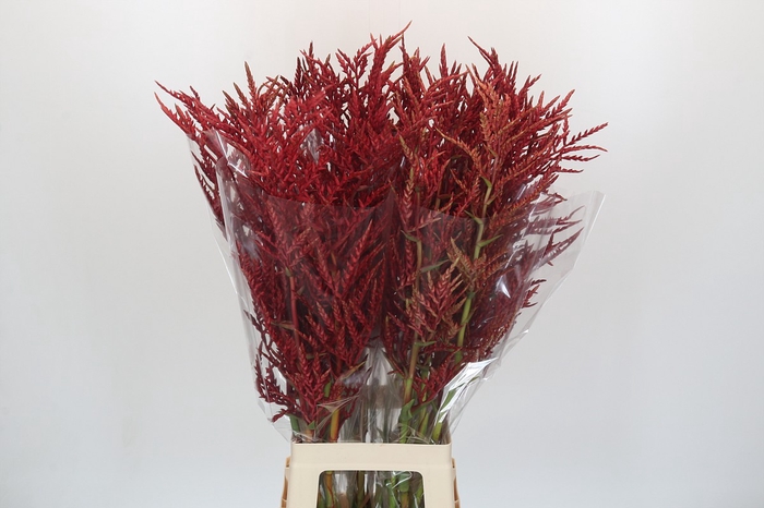 <h4>Bromelia Red Paloma</h4>
