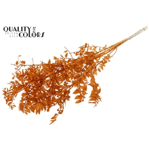 Ruscus 70cm 5 pc/bunch Bleached Terracotta (2x5 bunch/poly)