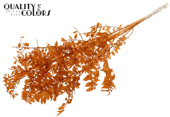 Ruscus 70cm 5 pc/bunch Bleached Terracotta (2x5 bunch/poly)