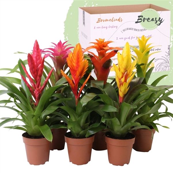 <h4>Bromelia Cupcake</h4>