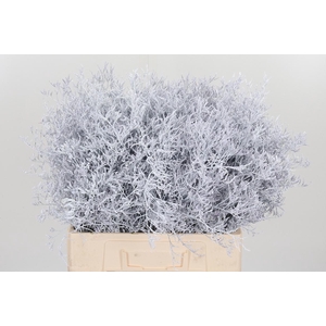 Limonium Kl Bh Wit