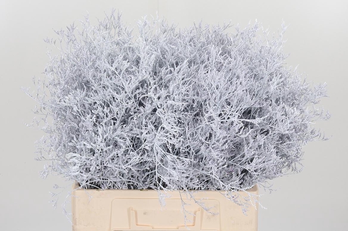 <h4>Limonium Kl Bh Wit</h4>