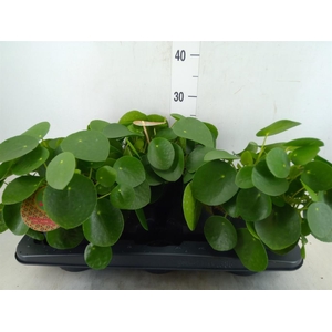 Pilea peperomioides