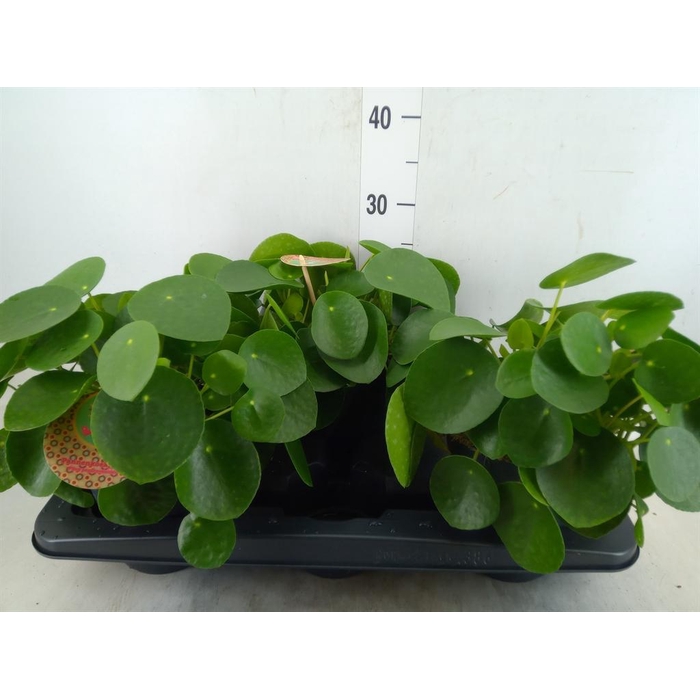<h4>Pilea peperomioides</h4>