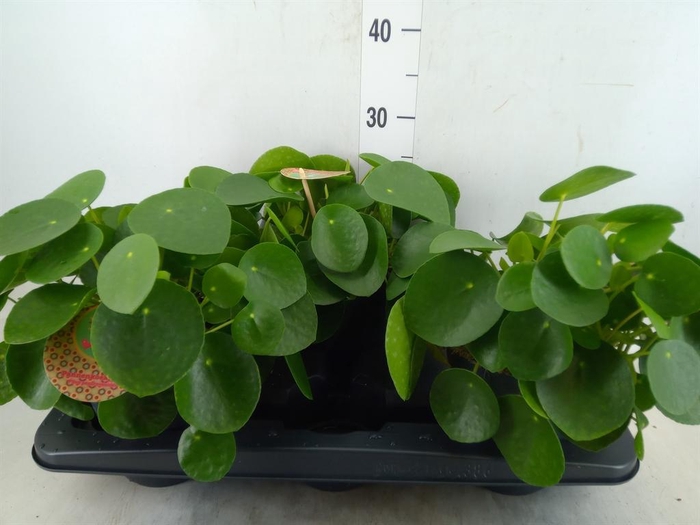 Pilea peperomioides
