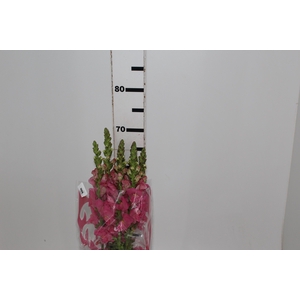 B. DE L MONACO ROSE 070 CM