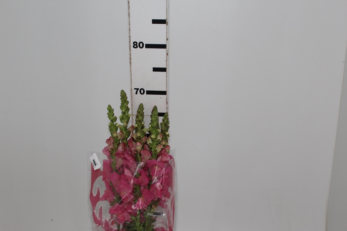 <h4>B. DE L MONACO ROSE 070 CM</h4>