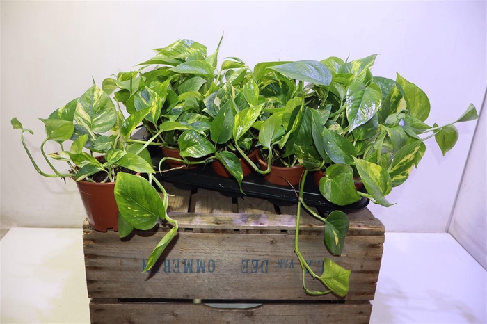 <h4>arr8 Epipr Aureum</h4>