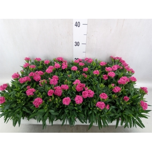 Dianthus car. 'Peman Fancy Cerise'