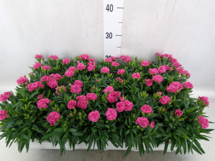 <h4>Dianthus car. 'Peman Fancy Cerise'</h4>