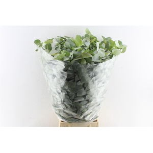 Euca Cinerea Per Bunch 10 Stems Selected