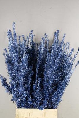 <h4>Taxus Metallic L. Blue</h4>