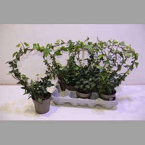 Hed He Ov Groen Mirror