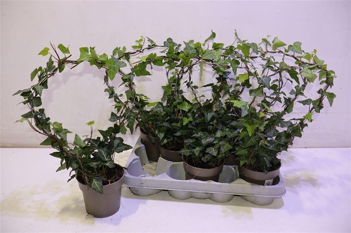 <h4>Hed He Ov Groen Mirror</h4>