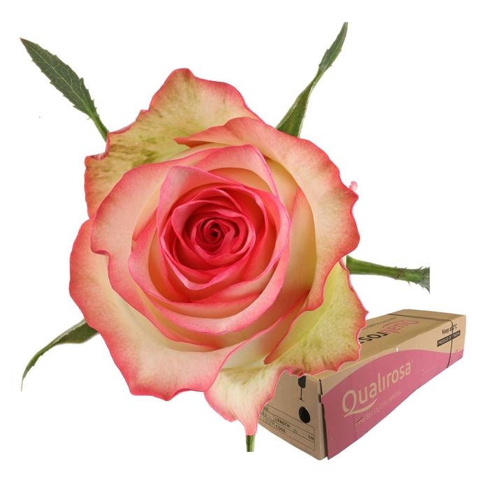 <h4>R Gr Jumilia -in box</h4>