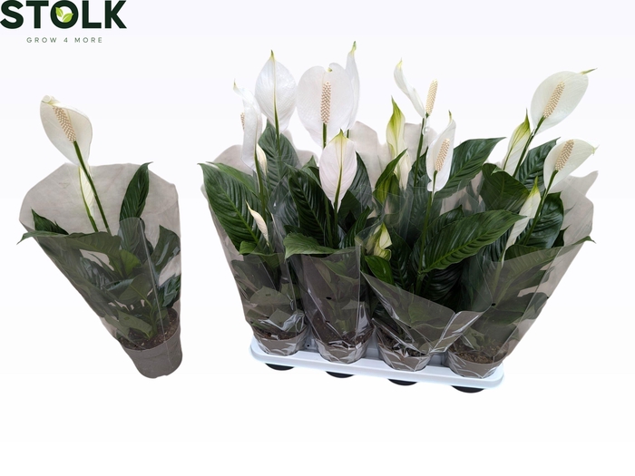 <h4>SPATH SWEET SILVIO</h4>