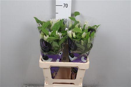 <h4>Clem Amazing Vienna</h4>