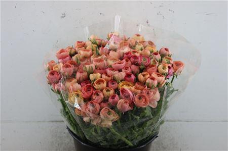 <h4>RAN EL EXTRA SALMON</h4>