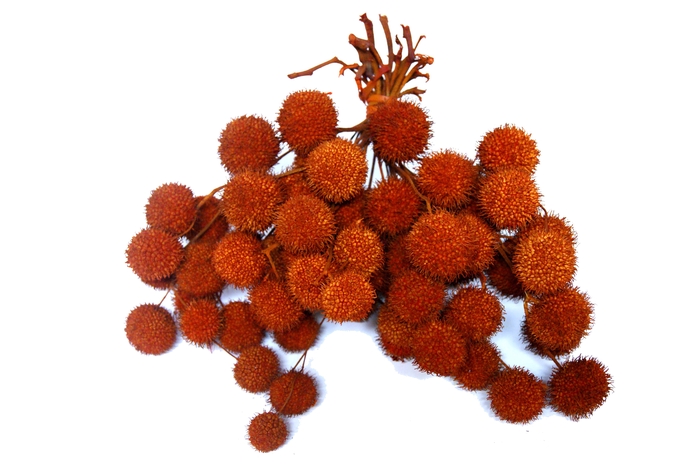 Small ball per bunch in poly Orange