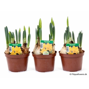 NARCISSUS INCOMPARABILIS