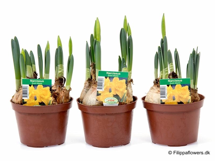 <h4>NARCISSUS INCOMPARABILIS</h4>