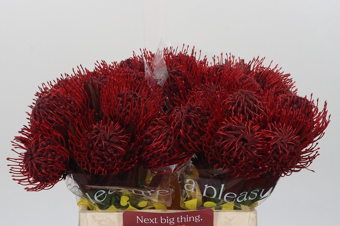 <h4>Nutans Painted Bordeaux</h4>