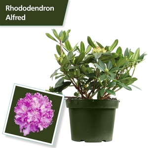 Rhodo. 'Alfred' purple