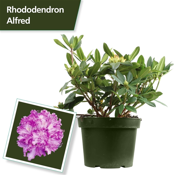 <h4>Rhodo. 'Alfred' purple</h4>