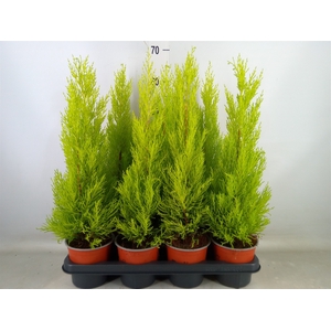 Cupressus macro. 'Goldcrest Wilma'