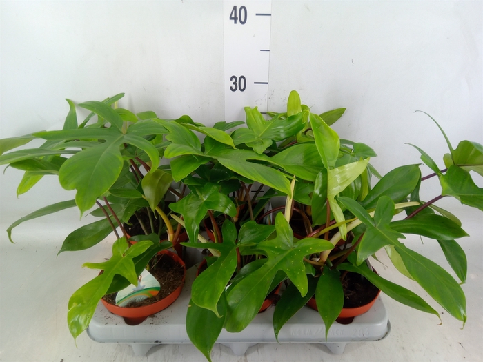 <h4>Philodendron   ...</h4>