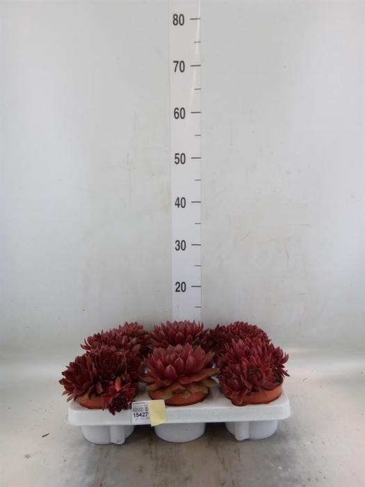 <h4>Sempervivum   ...</h4>