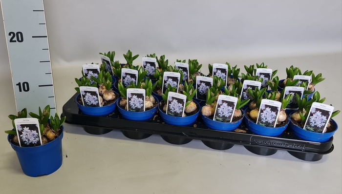 Bol op pot Scilla Tubergeniana