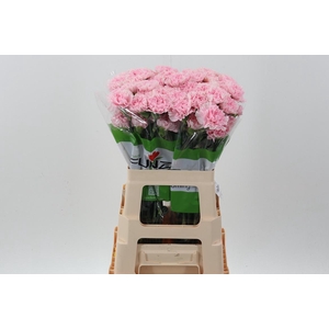 Di St Essiana 60cm