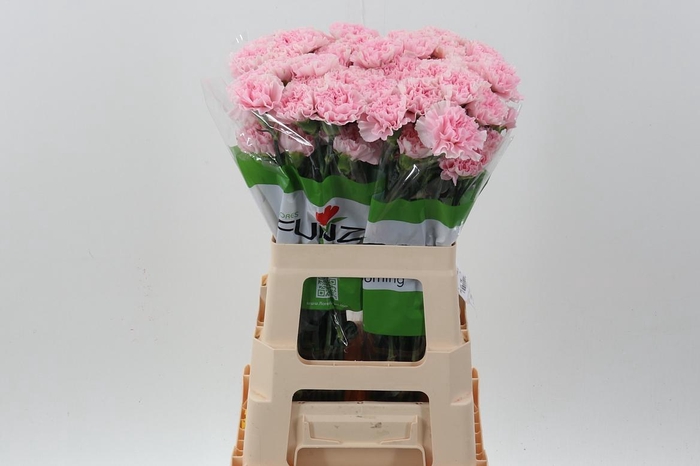 <h4>Di St Essiana 60cm</h4>