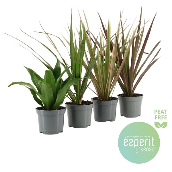 <h4>Dracaena Mix 3-4 srt.</h4>