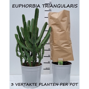 EUPHOR OV
