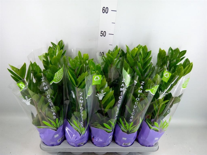 <h4>Zamioculcas zamiifolia</h4>