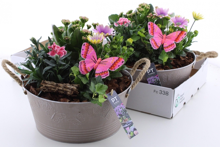 <h4>ARR TUINPLANTEN</h4>