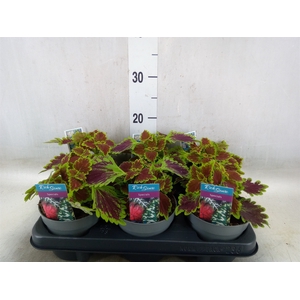 Plectranthus col. 'MSt Bourbon Str'