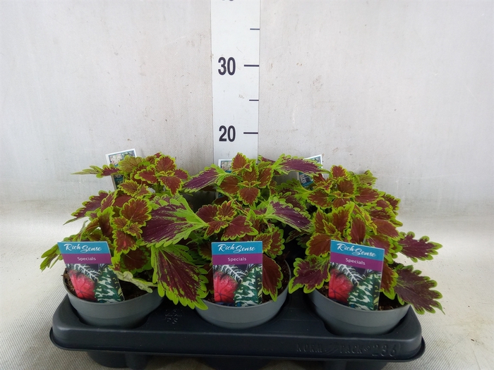 <h4>Plectranthus col. 'MSt Bourbon Str'</h4>