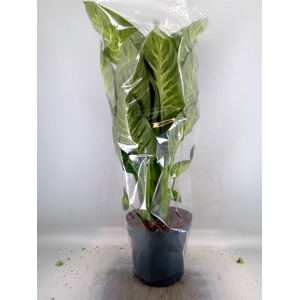 Dieffenbachia seg. 'Reeva'