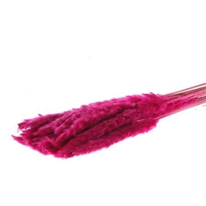 Dried Fluffy Pampas Dark Pink 20pcs Bunch