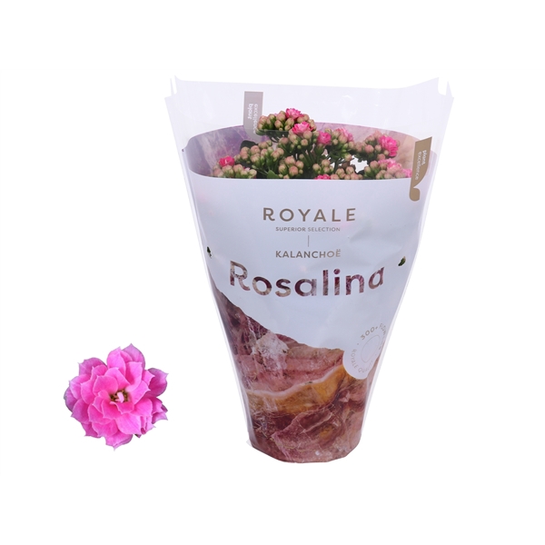 <h4>Kalanchoe Rosalina 12cm Royale Nando roze</h4>