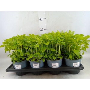 Melissa officinalis