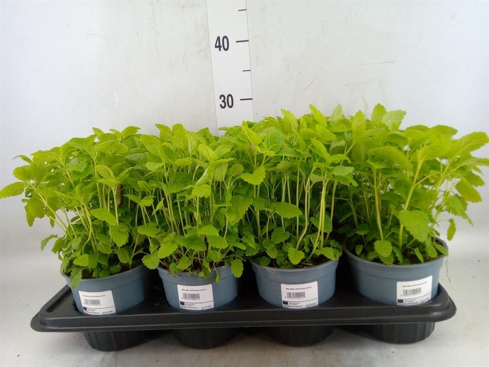 <h4>Melissa officinalis</h4>