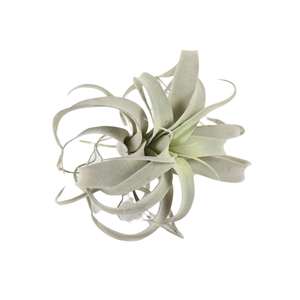 Branch Tillandsia Xerographica D25