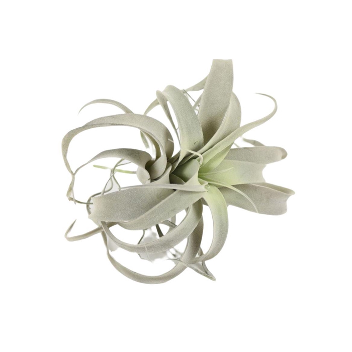 <h4>Branch Tillandsia Xerographica D25</h4>